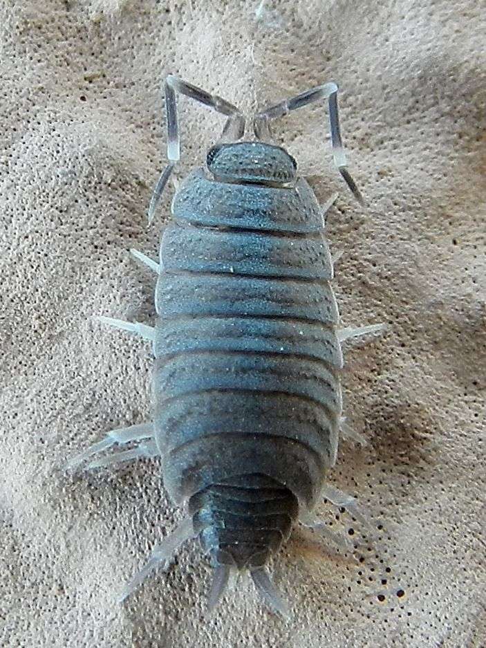 Porcellionides pruinosus  (Isopoda Porcellionidae)